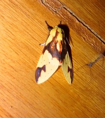 Symphlebia
