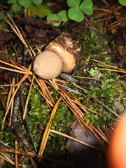 Geastrum