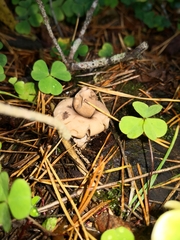 Geastrum