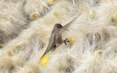 Oreotrochilus estella