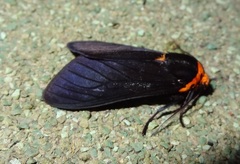 Elysius