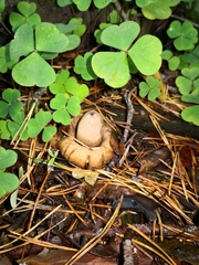 Geastrum