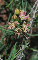 Funastrum hirtellum