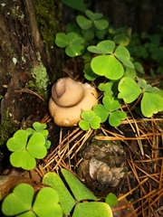 Geastrum
