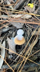 Hypomyces ochraceus
