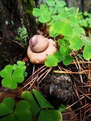 Geastrum