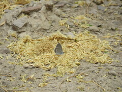 Hemiargus hanno