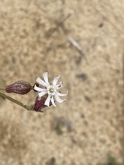 Silene nicaeensis