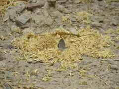 Hemiargus hanno