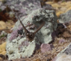 Oreotrochilus estella