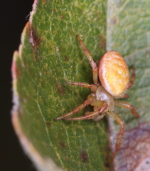 Araniella displicata