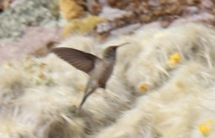 Oreotrochilus estella