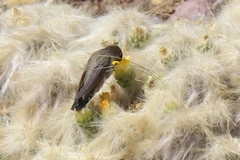 Oreotrochilus estella