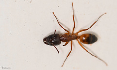 Camponotus baldaccii