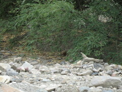 Ochetorhynchus andaecola