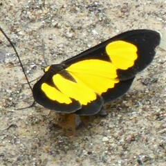 Xanthyris flaveolata