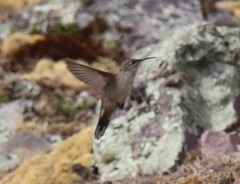 Oreotrochilus estella