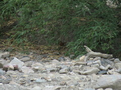 Ochetorhynchus andaecola