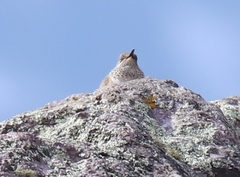 Oreotrochilus estella