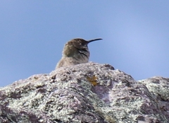 Oreotrochilus estella