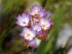 Dilatris pillansii