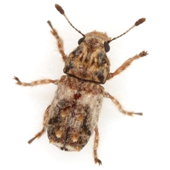Toxonotus bipunctatus