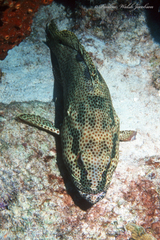 Epinephelus adscensionis