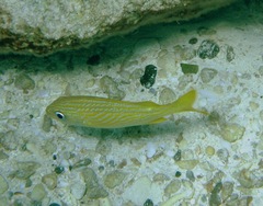 Haemulon flavolineatum