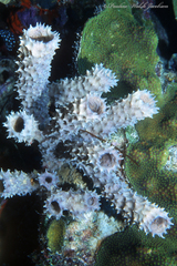 Callyspongia aculeata