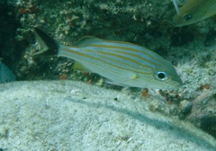 Haemulon carbonarium