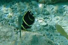 Pomacanthus arcuatus