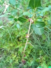 Chenopodium nutans nutans