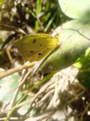 Abaeis salome jamapa