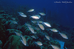 Azurina multilineata