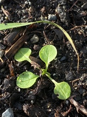 Plectritis congesta