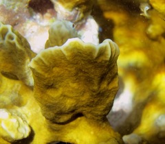 Millepora complanata