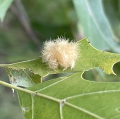 Callirhytis infuscata