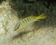 Lutjanus apodus