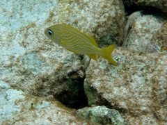 Haemulon flavolineatum