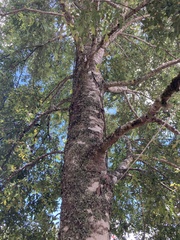 Nothofagus obliqua