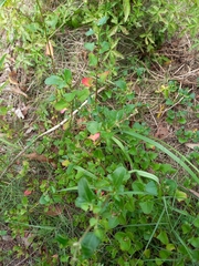 Chenopodium nutans nutans