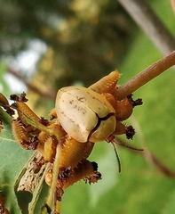 Paraselenis flava