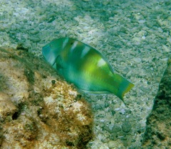 Halichoeres radiatus