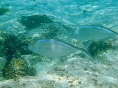 Caranx ruber