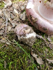 Phlegmacium caesiocolor