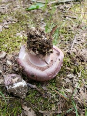 Phlegmacium caesiocolor