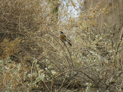 Ochthoeca oenanthoides