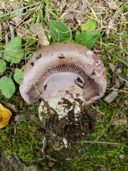 Phlegmacium caesiocolor