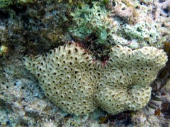 Palythoa caribaeorum