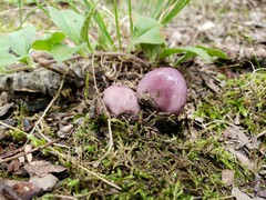 Phlegmacium caesiocolor